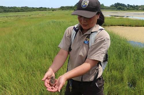 USFWS Biologist holding saltmarsh sparrow chick by U. S. Fish and Wildlife Service - Northeast Region is marked with Public Domain Mark 1.0.